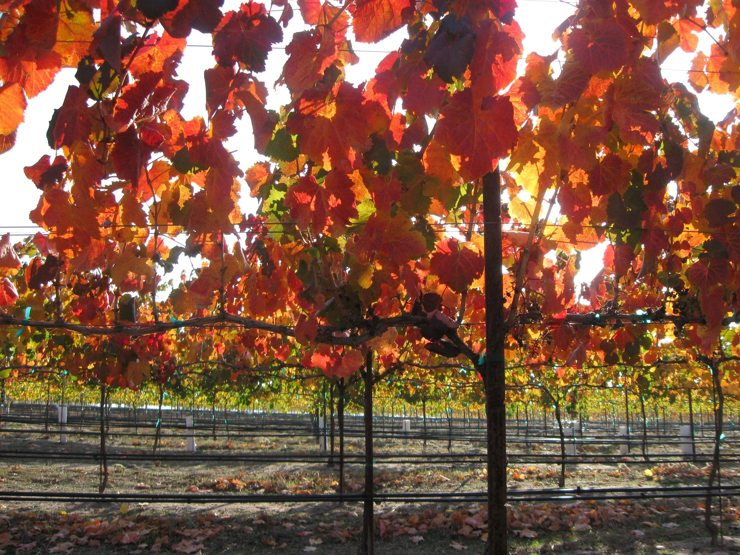 Gallery — Shadow Run Vineyards & Winery